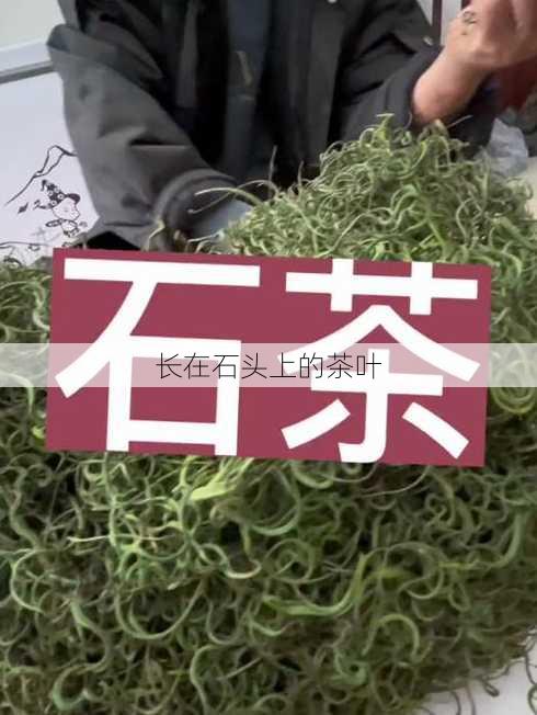 长在石头上的茶叶