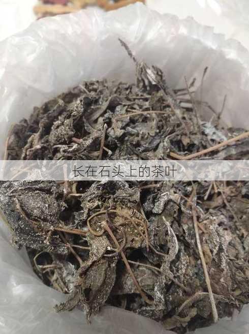 长在石头上的茶叶