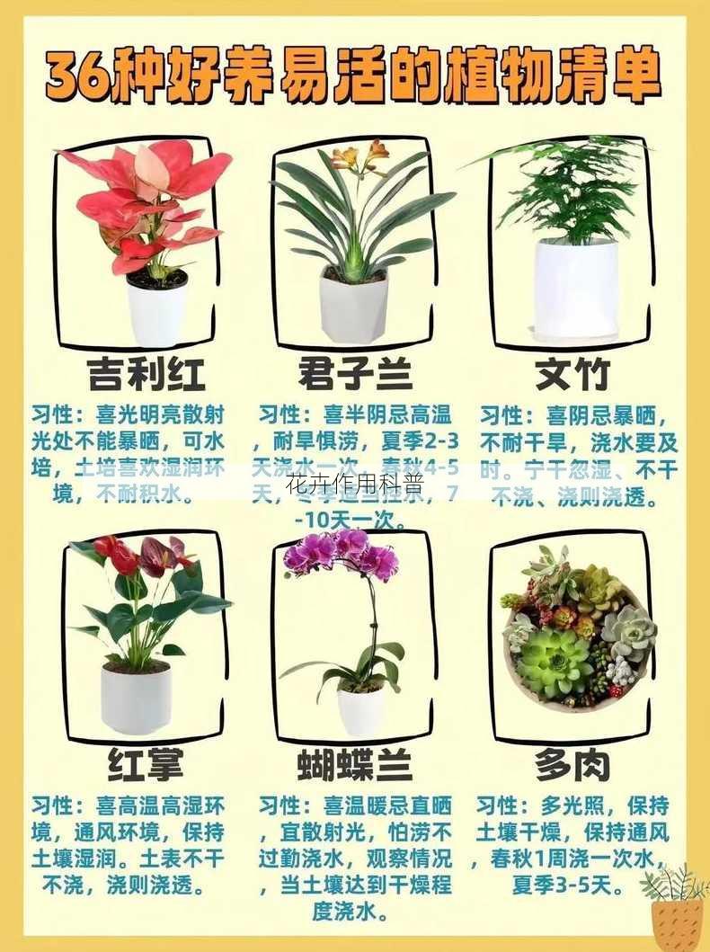 花卉作用科普