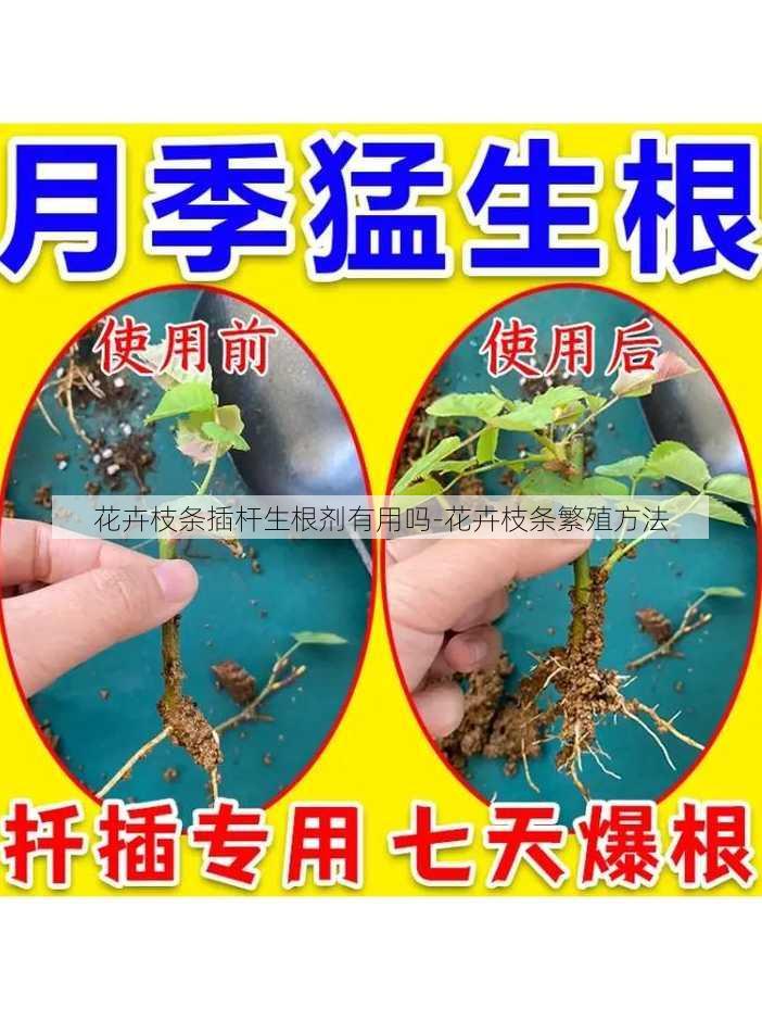 花卉枝条插杆生根剂有用吗-花卉枝条繁殖方法