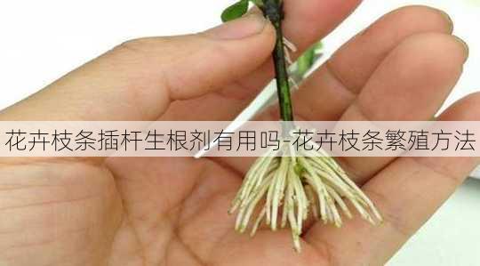 花卉枝条插杆生根剂有用吗-花卉枝条繁殖方法