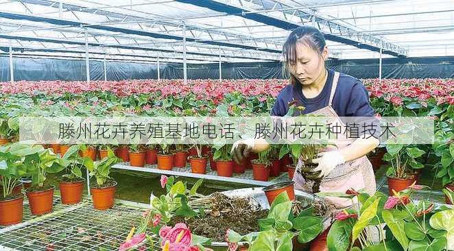 滕州花卉养殖基地电话、滕州花卉种植技术