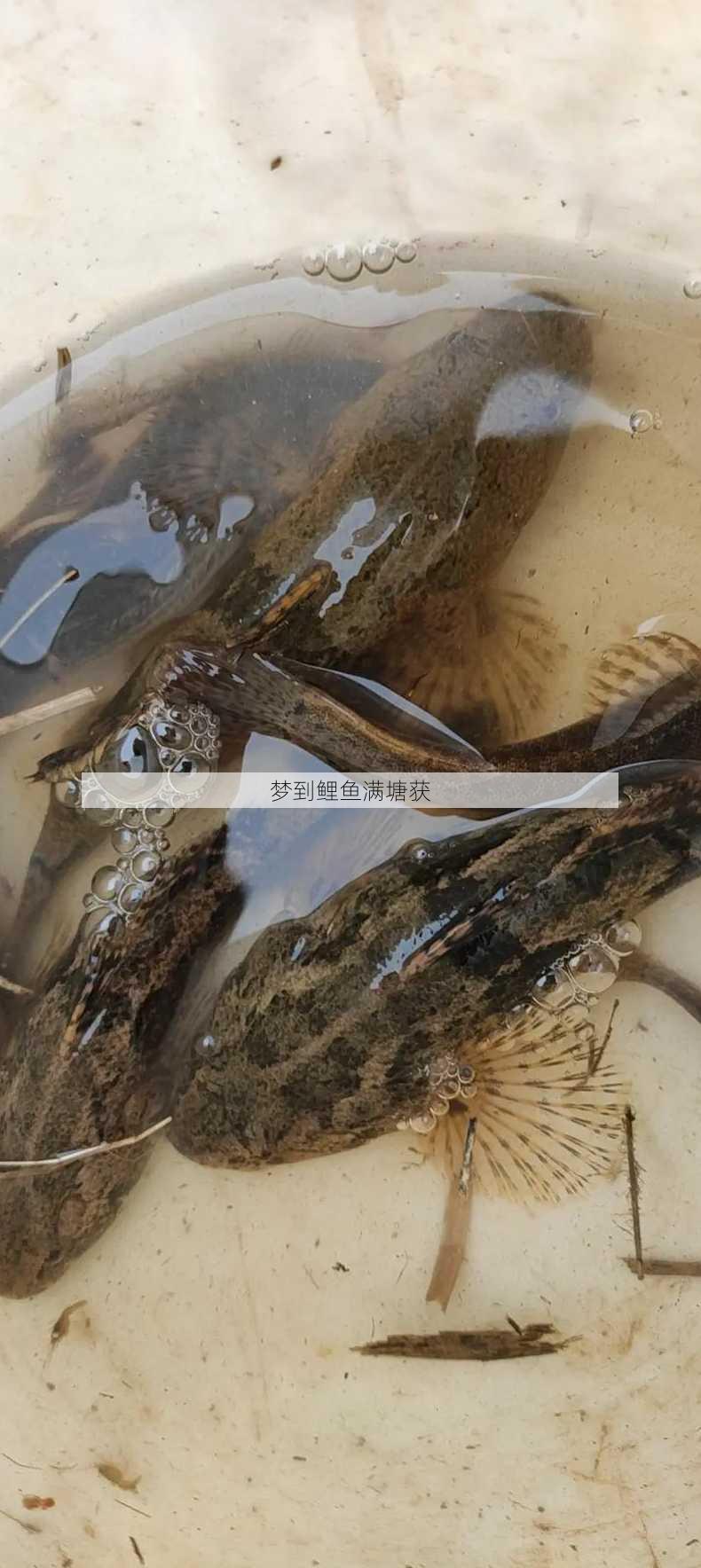 梦到鲤鱼满塘获