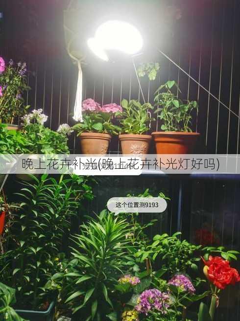 晚上花卉补光(晚上花卉补光灯好吗)