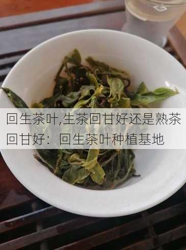 回生茶叶,生茶回甘好还是熟茶回甘好：回生茶叶种植基地