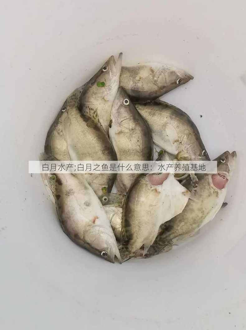 白月水产;白月之鱼是什么意思：水产养殖基地