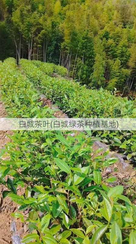 白城茶叶(白城绿茶种植基地)