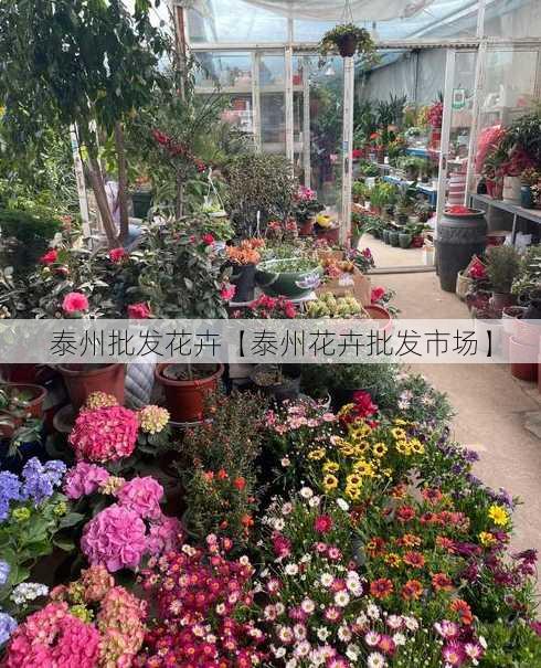 泰州批发花卉【泰州花卉批发市场】