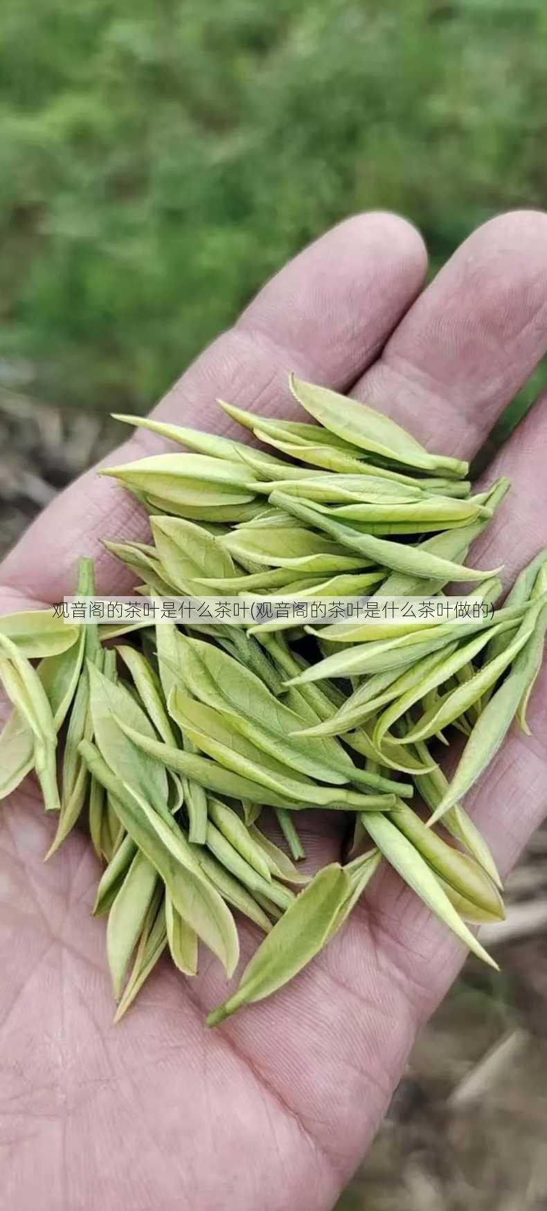 观音阁的茶叶是什么茶叶(观音阁的茶叶是什么茶叶做的)