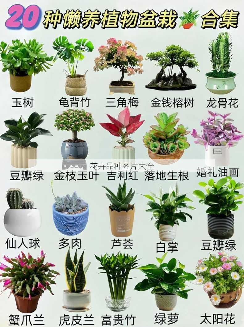 花卉品种图片大全