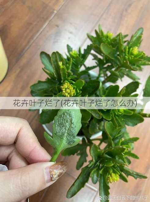 花卉叶子烂了(花卉叶子烂了怎么办)