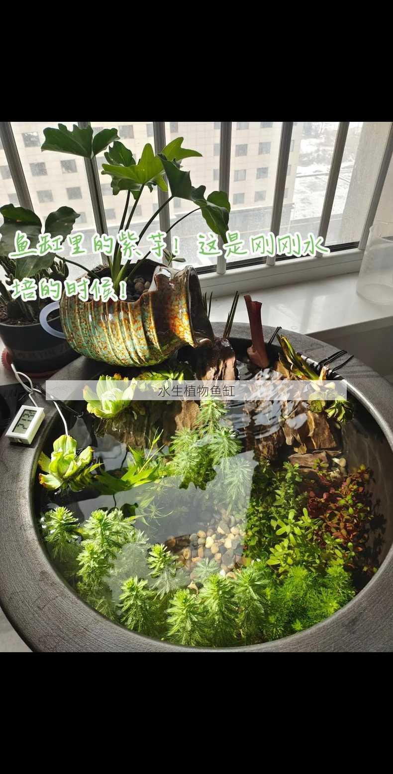 水生植物鱼缸